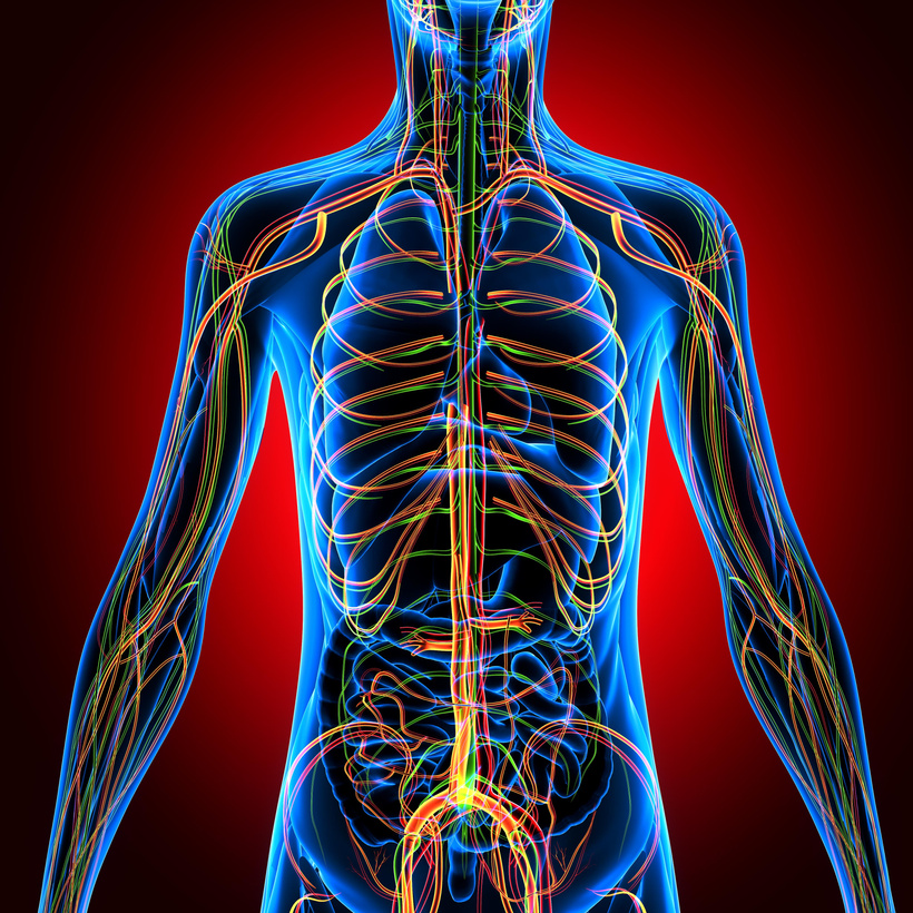 3d illustration human body Nervous system